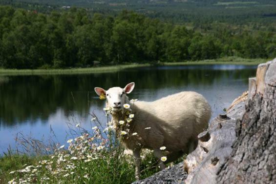 Bergfosshytta Lägenhet Ron Exteriör bild
